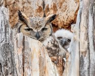 Owl-411.jpg