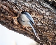 Chickadee-411.jpg
