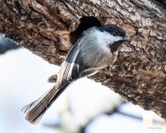 Chickadee-412.jpg