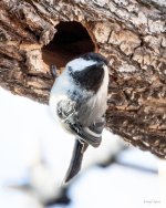 Chickadee-413.jpg