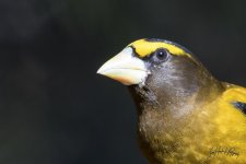 _IVA6481-1.jpg