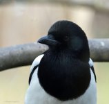 D7200-0327.jpg