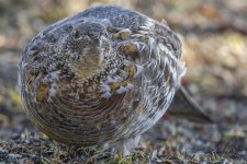 Ruffed Grouse 01.jpg