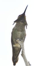 _ROY8699_00001.jpg