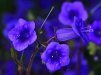 _ROY8715_00001.jpg