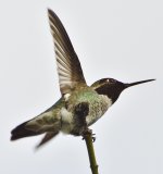 _ROY8833_00001.jpg
