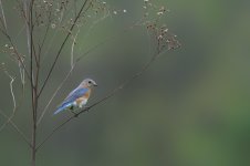 _DSC9652-Edit.jpg