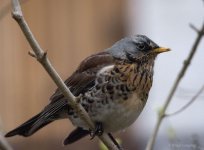 D7200-0428.jpg