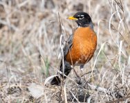 Robin-410.jpg