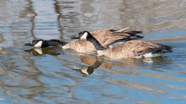 Geese-445.jpg