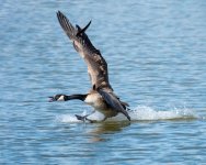 GooseSlide-400.jpg