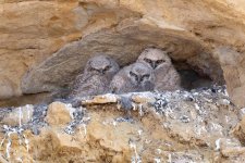 Owlettes-400.jpg