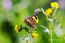 butterfly N 500_9024.jpg