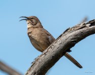 CaliforniaThrasher-400.jpg