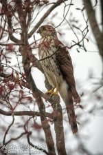 _NIK0611 low res.jpg