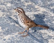SongSparrow-400.jpg