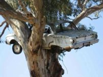 Car in tree.JPG