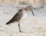 Willet-400.jpg