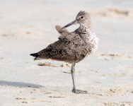 Willet-401.jpg