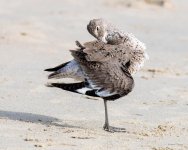 Willet-402.jpg