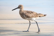 Willet-403.jpg