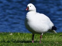 _ROY9777_00001.jpg