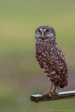 20190404TLM Day2 Wet Burrowing Owl-2717.jpg