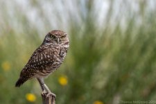 20190408TLM Day6 Burrowing Owl-763.jpg