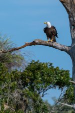 20190408 PDM Harriet on branch-3148.jpg