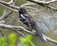 SpottedTowhee-400.jpg