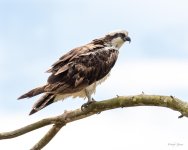 Osprey-400.jpg