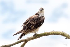 Osprey-401.jpg
