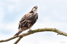 Osprey-402.jpg