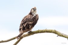 Osprey-403.jpg