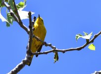 _ROY0038_00001.jpg