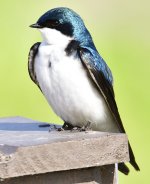 _ROY9821_00001.jpg