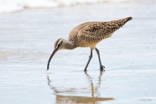 Whimbrel-400.jpg