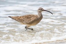 Whimbrel-401.jpg