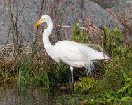 GreatEgret-400.jpg