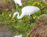GreatEgret-402.jpg