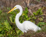 GreatEgret-403.jpg