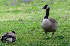 Game farm-0608.jpg