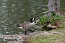 Game farm-0646.jpg