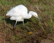SnowyEgret-410.jpg