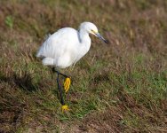 SnowyEgret-411.jpg