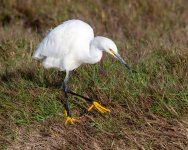SnowyEgret-412.jpg