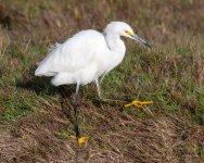 SnowyEgret-413.jpg