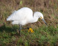 SnowyEgret-414.jpg