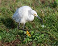 SnowyEgret-415.jpg