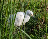 SnowyEgret-416.jpg